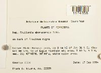 Frullania eboracensis image