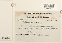 Frullania riparia image