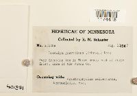 Geocalyx graveolens image