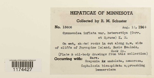 Gymnocolea inflata subsp. inflata image