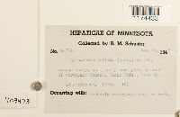 Gymnocolea inflata image