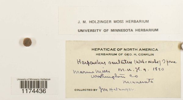 Harpanthus scutatus image