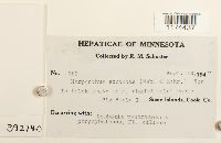 Harpanthus scutatus image