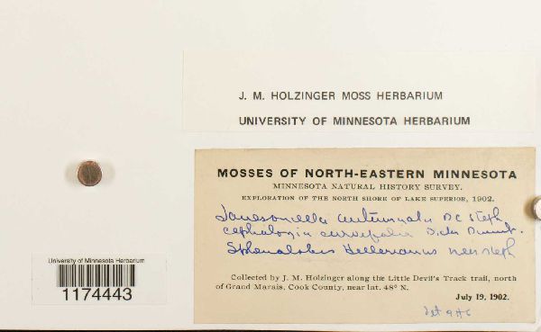 Jamesoniella autumnalis image