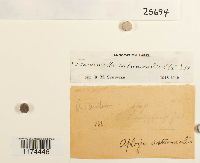 Jamesoniella autumnalis image