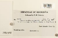 Jamesoniella autumnalis image