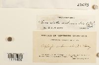 Jamesoniella autumnalis image