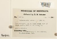 Jamesoniella autumnalis image