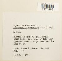 Jamesoniella autumnalis image