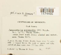 Jamesoniella autumnalis image