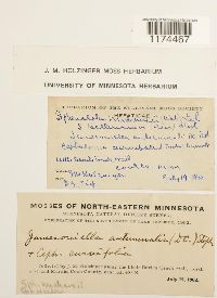 Jamesoniella autumnalis image