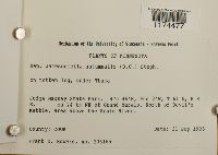 Jamesoniella autumnalis image