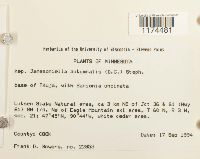 Jamesoniella autumnalis image