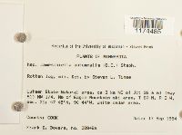 Jamesoniella autumnalis image