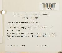 Jamesoniella autumnalis image