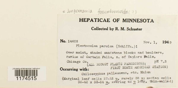 Solenostoma fossombronioides image