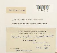 Jungermannia hyalina image