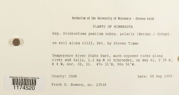 Jungermannia polaris image