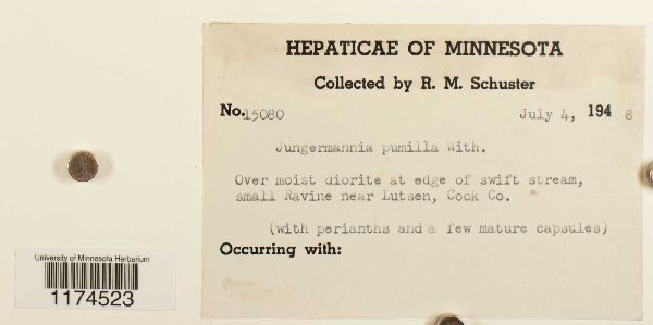 Jungermannia pumila image