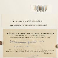 Jungermannia pumila image