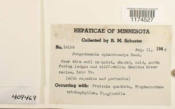Solenostoma sphaerocarpa image