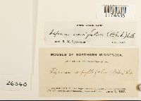 Lejeunea cavifolia image