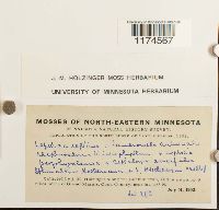 Lepidozia reptans image