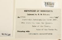 Lophocolea heterophylla image