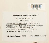 Lophocolea heterophylla image