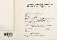 Lophocolea heterophylla image