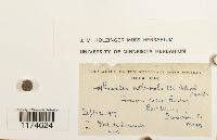 Lophocolea heterophylla image