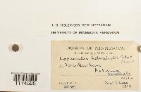 Lophocolea heterophylla image