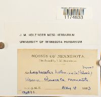 Lophocolea heterophylla image