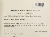 Lophocolea heterophylla image