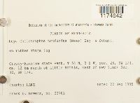 Lophocolea heterophylla image