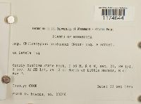 Lophocolea heterophylla image