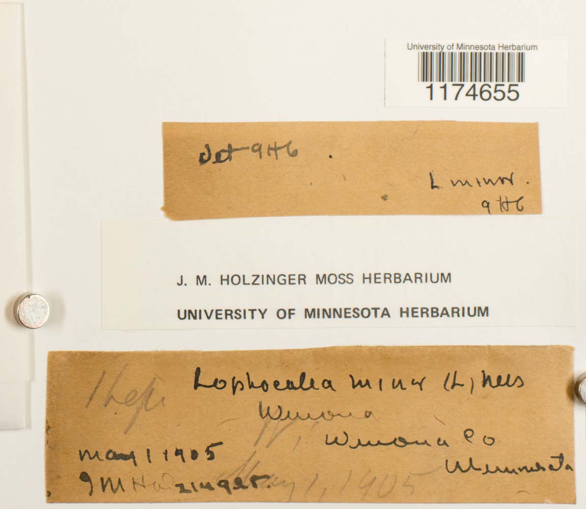 Lophocoleaceae image