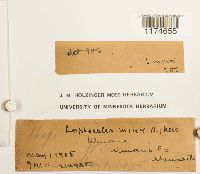 Lophocolea minor image