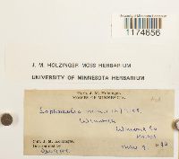 Lophocolea minor image