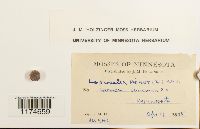 Lophocolea minor image