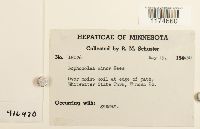 Lophocolea minor image