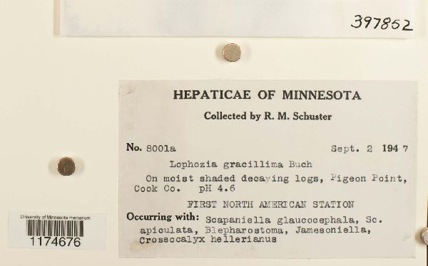 Lophozia ascendens image