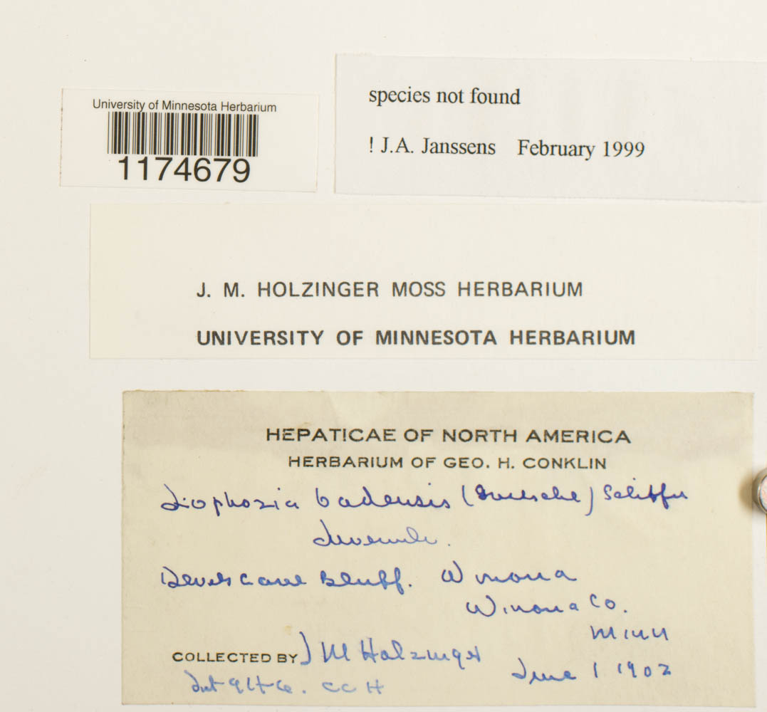 Mesoptychia badensis image