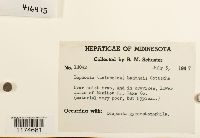 Mesoptychia badensis image