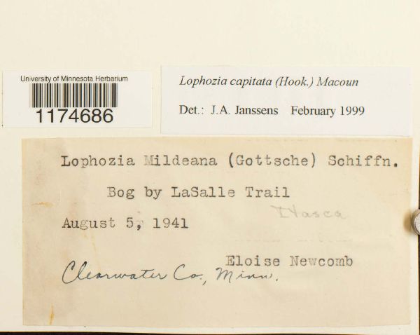 Tritomaria capitata image