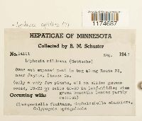 Tritomaria capitata image