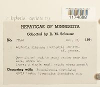 Tritomaria capitata image