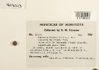 Media resource of Lophozia excisa