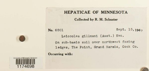 Mesoptychia gillmanii image