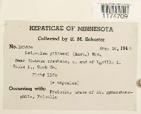 Mesoptychia gillmanii image